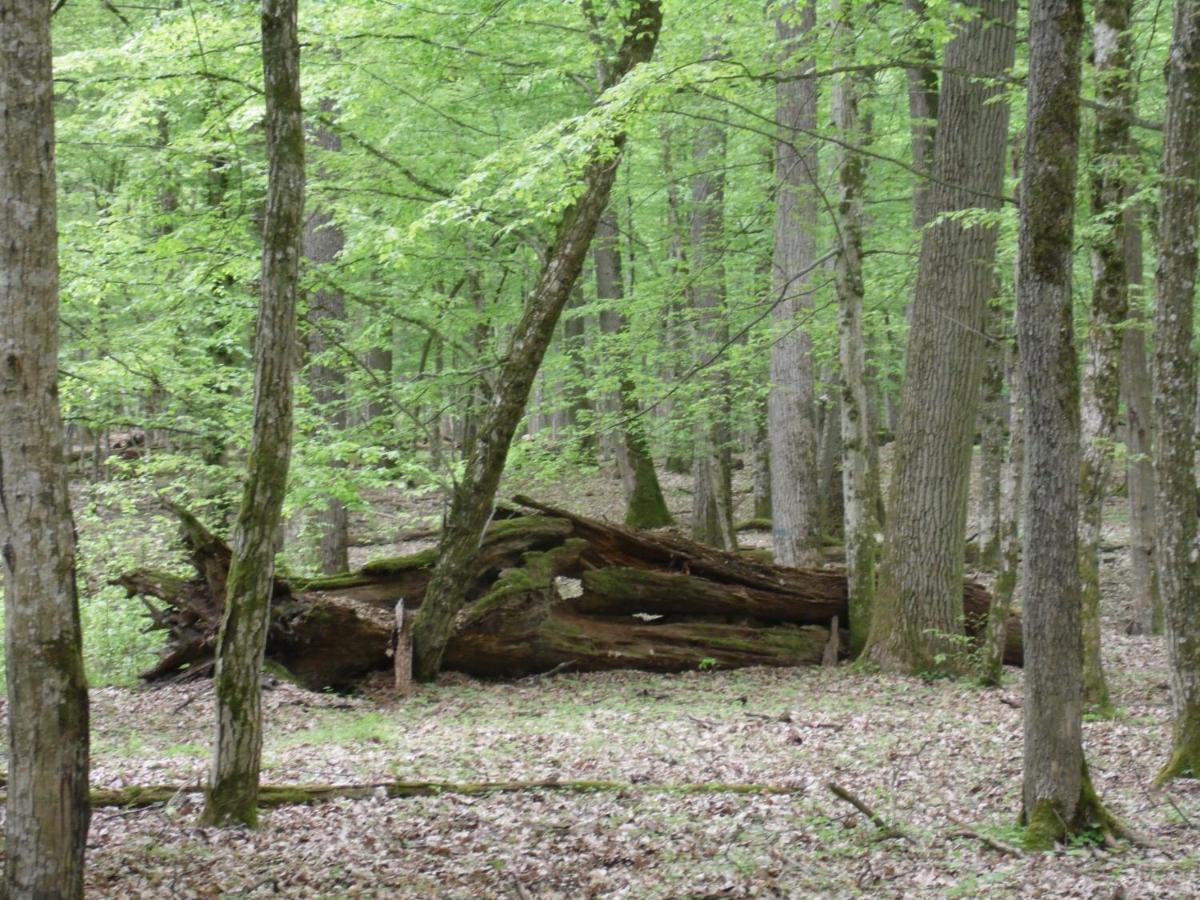 Zielone Zacisze Villa Hajnówka Kültér fotó