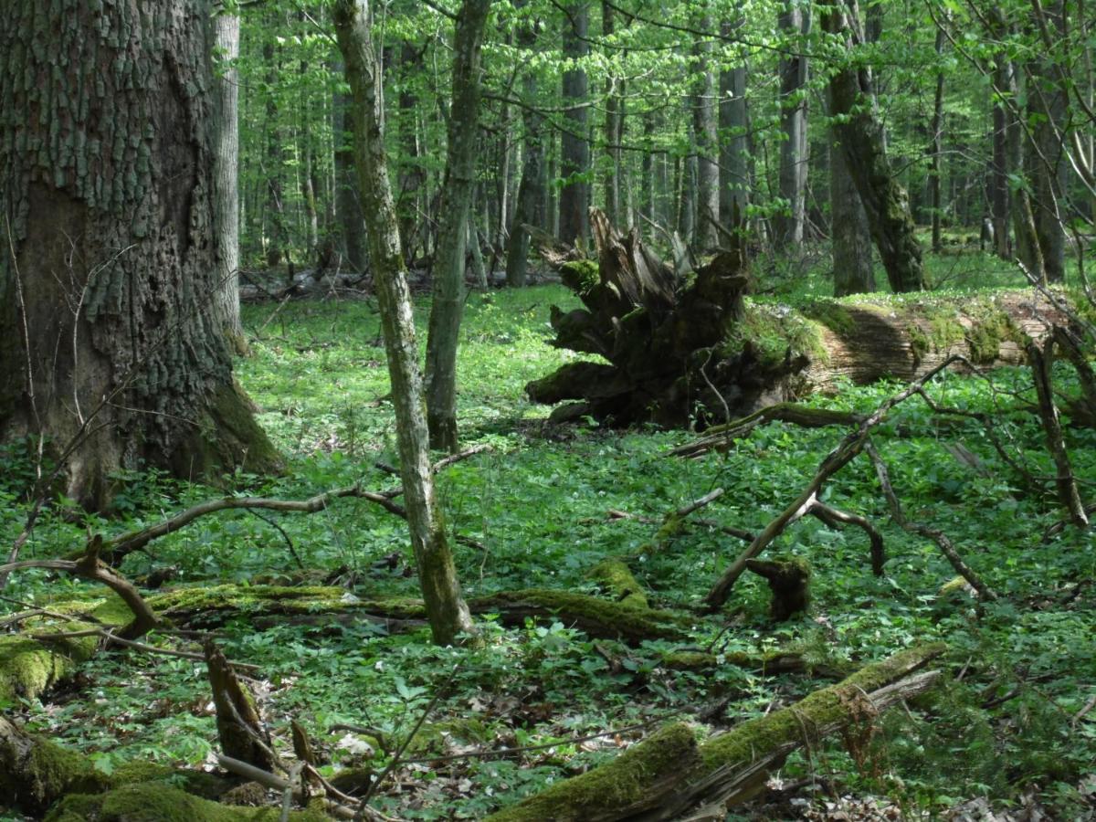 Zielone Zacisze Villa Hajnówka Kültér fotó